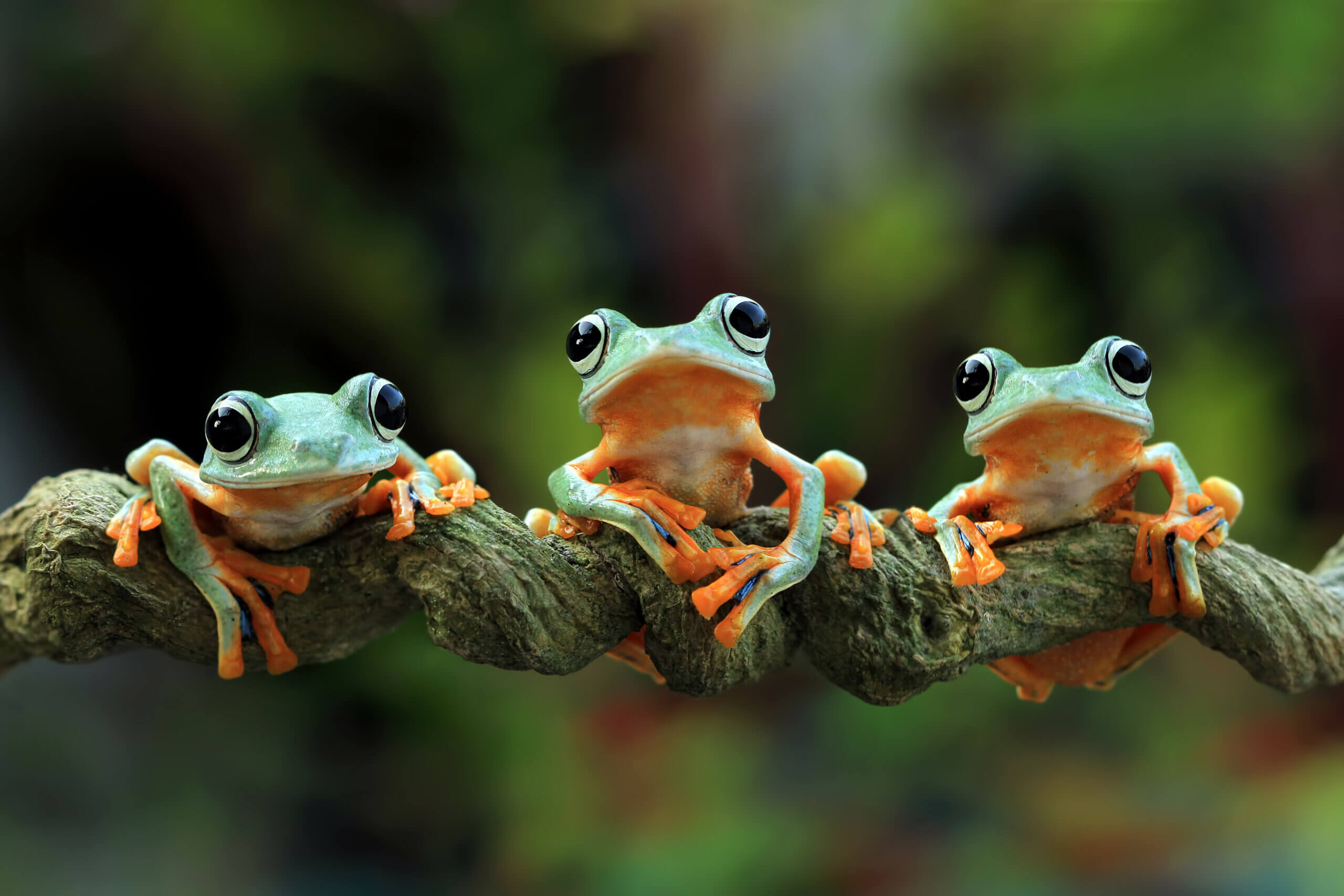 Three Unclean Spirits Like Frogs Symbolize The Strong Delusion Three Unclean Spirits Like Frogs Symbolize The Strong Delusion